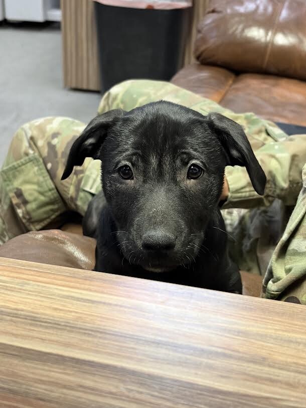 Picture of the Animal Listed